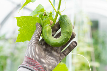 crooked cucumber, deformation of cucumber fruits, crocheted vegetable, micronutrient deficiency