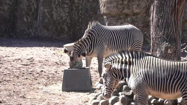 Lincoln zoo Grevy&rsquo;s zebras are the largest type of zebra, standing 4&ndash;5 feet tall at the shoulder and weighing 770&ndash;950 pounds. They have thicker stripes than other zebra species.