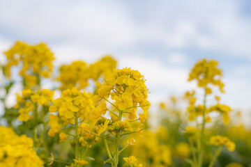 青空と菜の花
