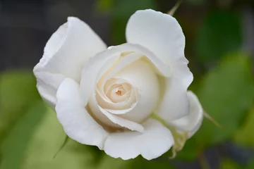 Foto auf Acrylglas Annapurna Rose Annapurna flower