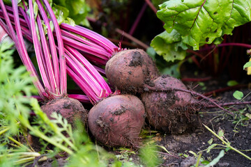 Beet harvest on the background of a vegetable garden. Agriculture, horticulture, vegetable growing, local food
