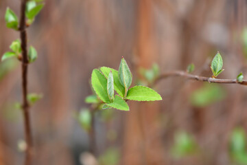 Fuzzy deutzia Flore Pleno new leaves