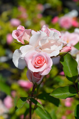 Rose Da Capo flowers