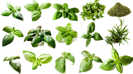 Varieties of Basil Leaves and Powder Isolated