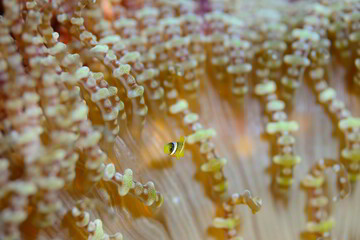 小さなクマノミの赤ちゃん　久米島