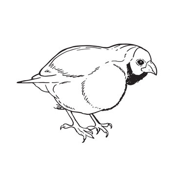vector drawing bird, Gouldian finch, hand drawn songbird, isolated nature design element. black and white sketch illustartion. line art