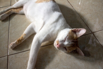 Portrait of a house cat lying on the floor.
Pinrang, South Sulawesi Indonesia.
March 14 2024