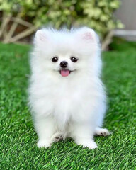 white pomeranian baby dog