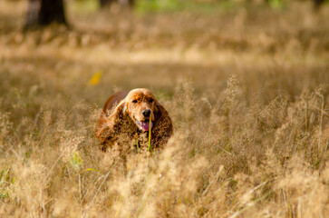 The cocker spaniel running in dry grass in the forest