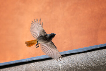 Male black redstart (Phoenicurus ochruros) in flight with a belfry wall in background. Italian...