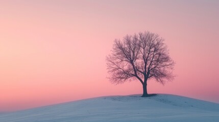 A solitary tree against a gradient sky, embodying simplicity and solitude