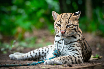 Naklejka na ściany i meble Ocelot with attentive ears, eagerly awaiting news about a new volunteer