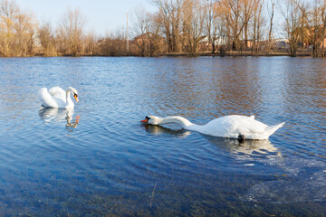 A pair of swans feeding while swimming on a pond