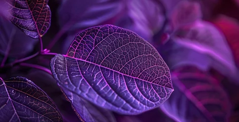 Zelfklevend Fotobehang Purple Leaf in Focus: A Monthly Event Celebration Generative AI © Mandeep