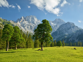 Fototapeta na wymiar Ahornbäume, Rontalalm, nördliche Karwendelkette, Tirol, Österreich