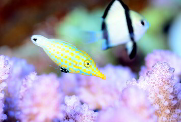 斬新な模様のテングカワハギ　久米島