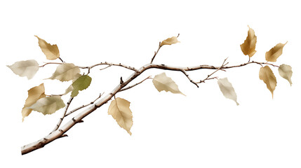  birch tree branch with dry eaves, png file of isolated cutout object on transparent background