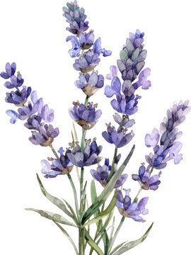 Lavender flower watercolor object isolated png.

