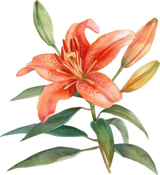  Tiger Lily watercolor object isolated png.
