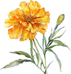 Marigold flower watercolor object isolated png.
