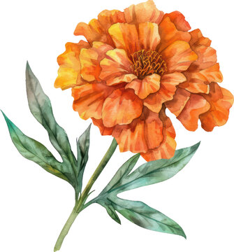 orange marigold flower watercolor painting clip art preview