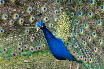 Obraz premium Beautiful peacock bird expand its bright exotic tail plumage