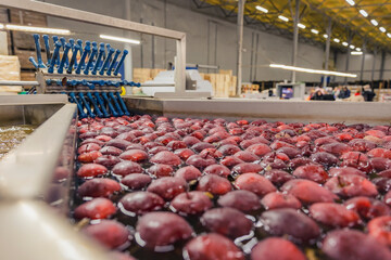 close-up washing red apples in production