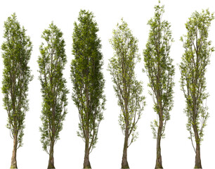 black poplar tree hq arch viz cutout plants - obrazy, fototapety, plakaty