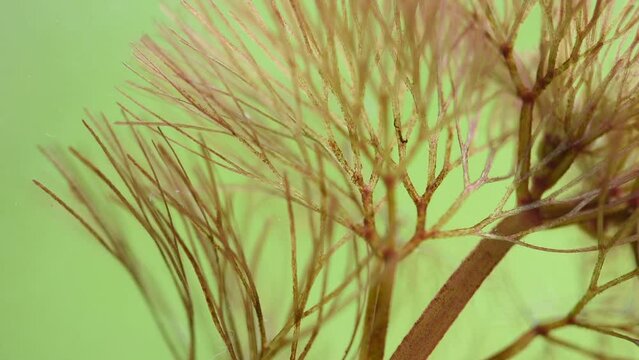 Red algae branch red leaves on natural background.
