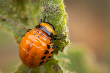 young Colorado potato beetle eats sprouts and potatoes close-up