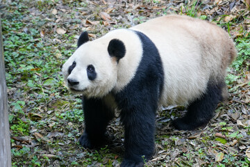 Giant Panda