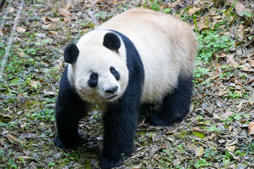 Obraz premium Giant Panda