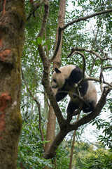 Giant Panda
