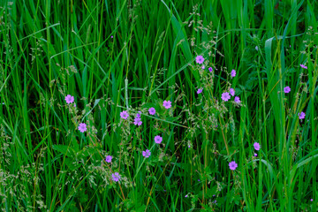 Fleurs mauves dans l'herbe verte