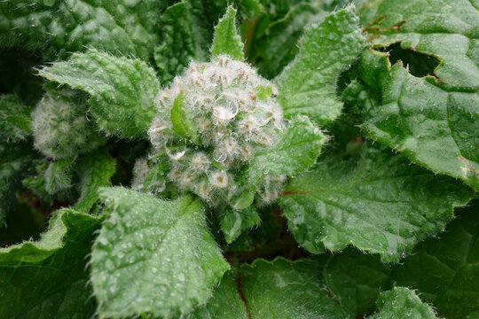 Fleurs de bourrache ferm&eacute;es