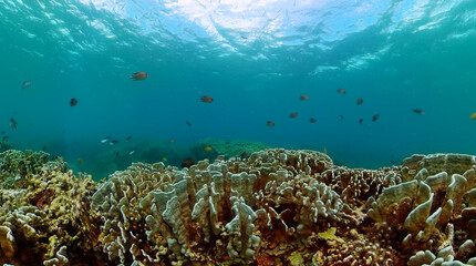 Coral reef and fish underwater world. Diving and snorkeling scene. Underwater world life landscape.