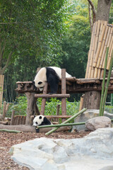 Giant Panda
