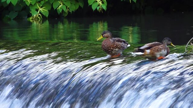 mallard ducks living by the waterfall