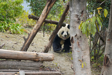 Giant Panda