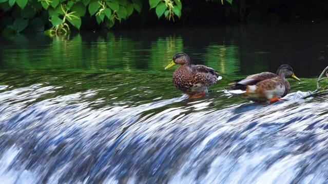 mallard ducks living by the waterfall