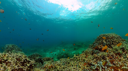 Naklejka na ściany i meble Beautiful fishes over corals, underwater world life scene.