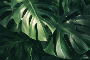 Monstera close-up. Green leaves of Monstera. Floral background - obrazy, fototapety, plakaty