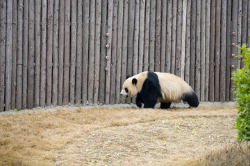Giant Panda