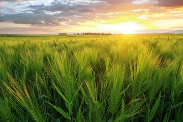 Golden Hour Glory: Sunset over Barley Fields in the Agricultural Heartland - obrazy, fototapety, plakaty