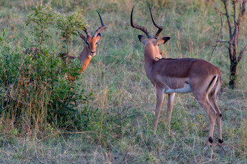 impala in the savannah