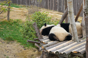 Giant Panda