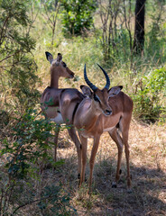 Wild animals in the Kruger National Park in RSA
