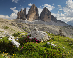 Drei Zinnen, Wiese, Almenrausch, Südtirol, Dolomiten, Italien
