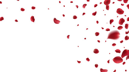 Fototapeta na wymiar Falling Rose petals Vector illustration. Red rose petals on fake transparent background