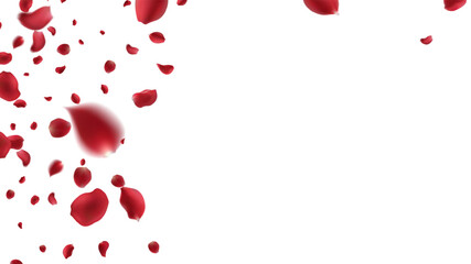 Fototapeta na wymiar Falling Rose petals Vector illustration. Red rose petals on fake transparent background